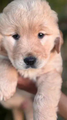 Golden retriever seguro