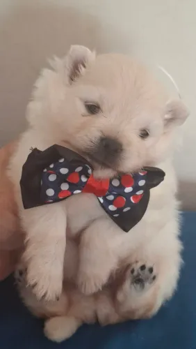 SHIH TZU PARTICULAR LINDAS FEMEAS