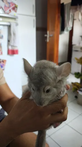 Filhotes chinchila