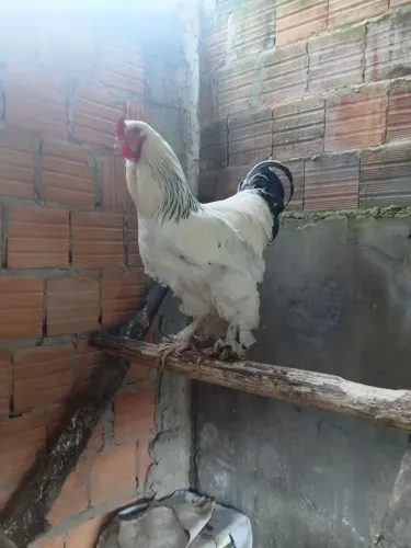 Galo brama