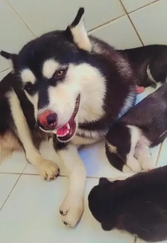 Pets