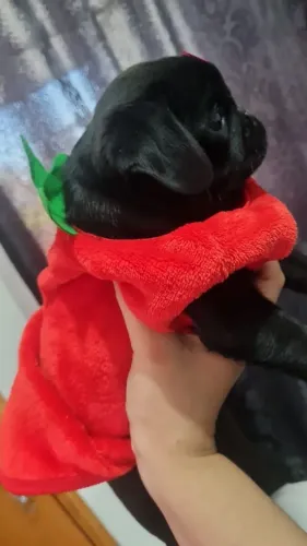 Filhotes Pug disponivel