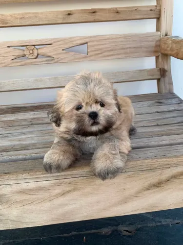 Filhote ShihTzu