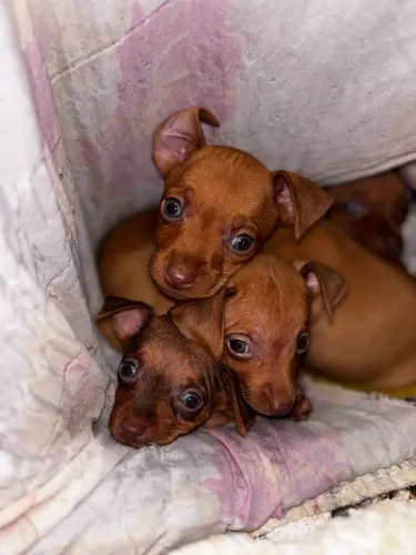 Filhote de Pinscher 