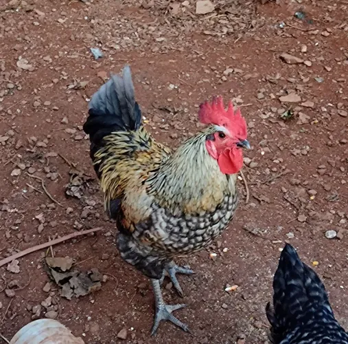 Galo caipira