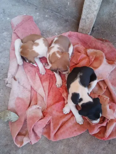 Filhotes cachorro americano