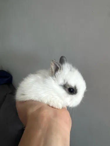 Coelho Netherland Dwarf filhote 