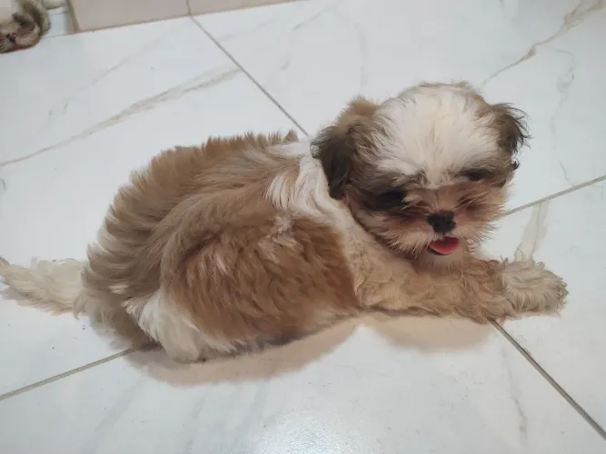 VENDENDO ESTES FILHOTES DA RAÇA SHITZU 100% ORIGINAIS DE PAI E MÃE