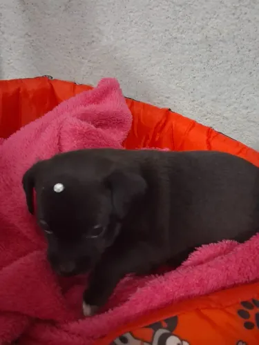 Vendo pinscher filhote
