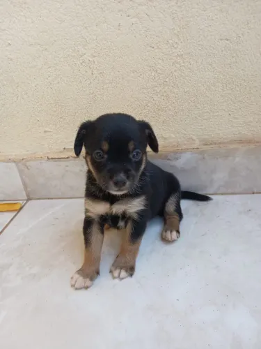 Doação de cachorrinha