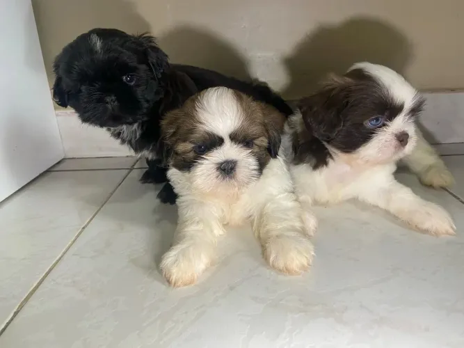 Shih Tzu Um cachorrinho assim é impossível de esquecer