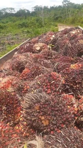 R$4 milhões 15 mil pés de dendê há 148 km de Belém do Pará