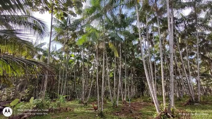 R$550 mil reais açaizal há 130 km de Belém