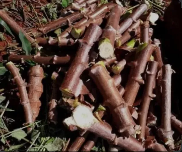 Ramas de mandioca para plantio