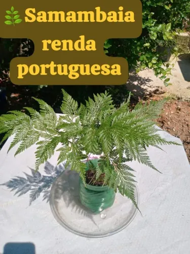 Mudas de Renda Portuguesa (samambaia)