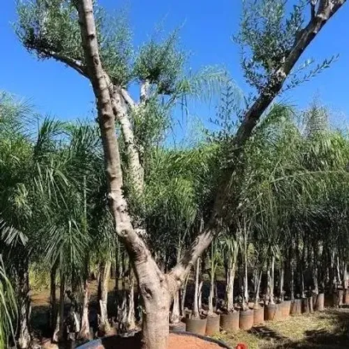 Oliveira 40 anos de idade / AP Paisagismo