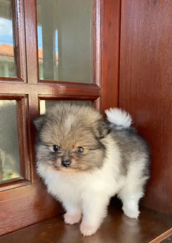 Spitz alemão anão