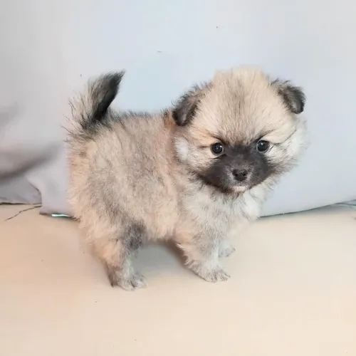 Filhote Spitz Alemão, Seu melhor amigo peludo pode estar aqui