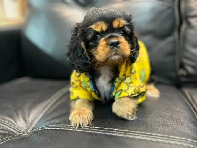 Cavalier King Fêmea Mini - Pronta para nova família