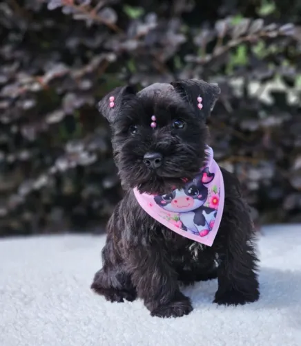 Schnauzer Miniatura | @canil.alesnewworld