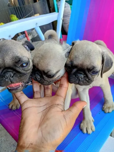 Filhotes PUG  MACHO $900. CADA
