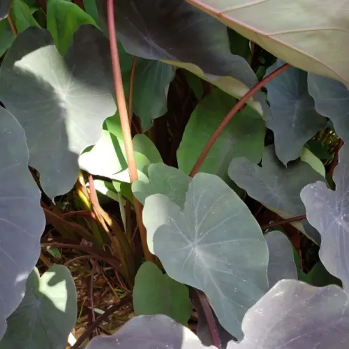 Inhame Roxo /preto, planta para lago 1 muda por R$ 15,00