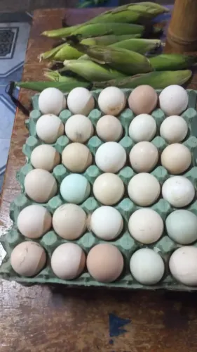 Ovos galados férteis de galinha caipira