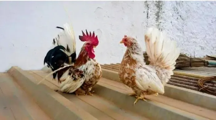 Vendo galinha e galos caipiras