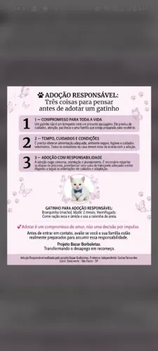 Gatinho macho para Adoção Responsável