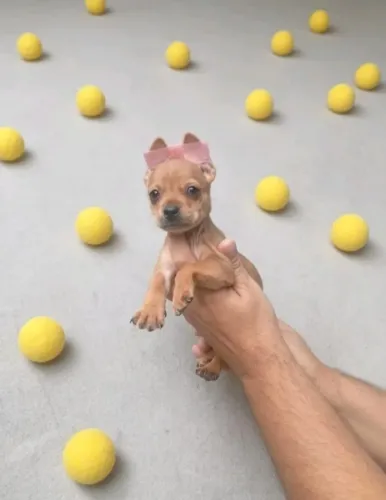 Pinscher