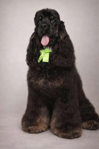 Cocker Americano Pedigree CBKC