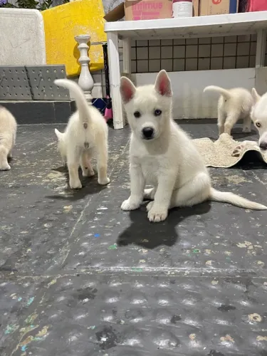 Husky siberiano