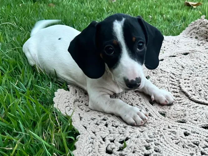 Dachshund macho