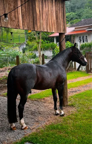 Cavalo Crioulo 