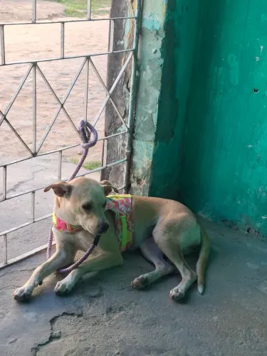 Doação de cachorra