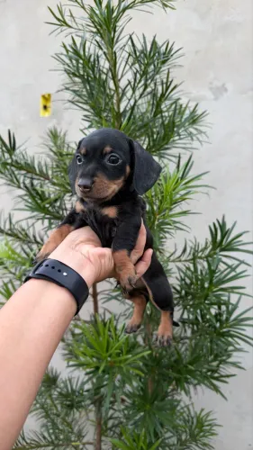 Daschunds 