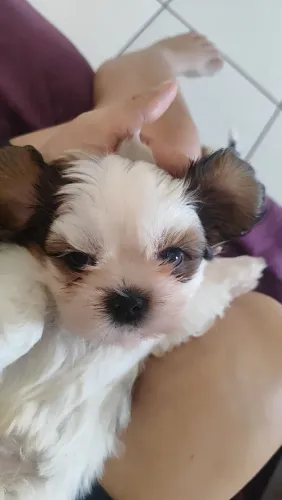 Shitzu pai e mãe mesma raça