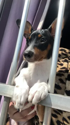 Cachorro doação Contato *
