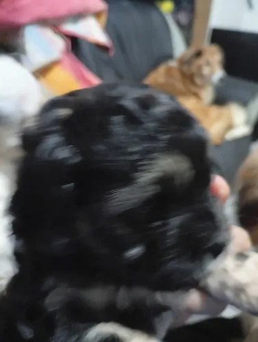 Filhote de shipoo