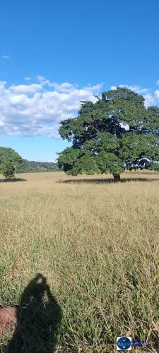 Chácara à Venda  2 Alqueires  São Francisco de Goiás (GO) | 100% Plana