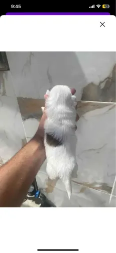 Filhotes de cachorro lhasa após
