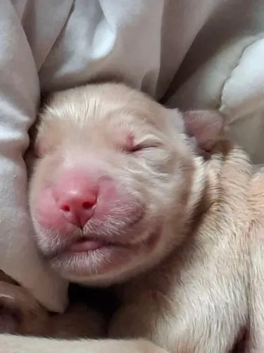 Filhotes fêmeas Golden Retriever Puros