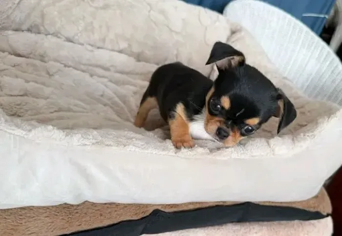 Pinscher Miniatura zerinho e com pedigree 