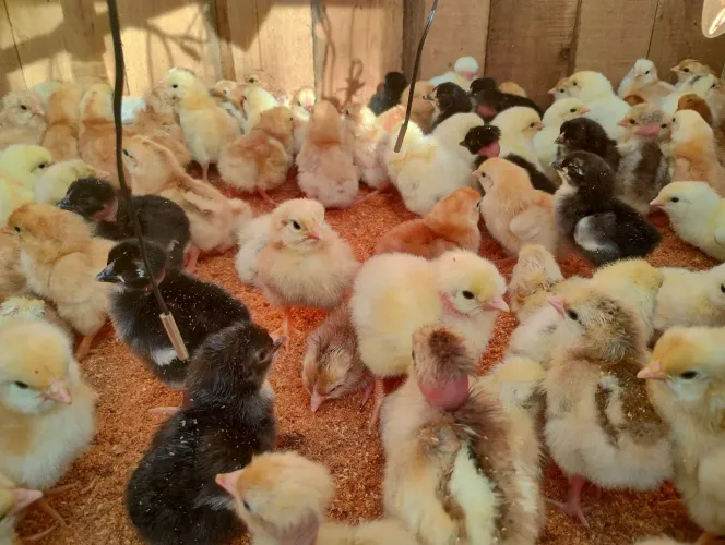 Lote 10 franguinhas franguinhos