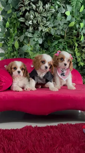 Cavalier king