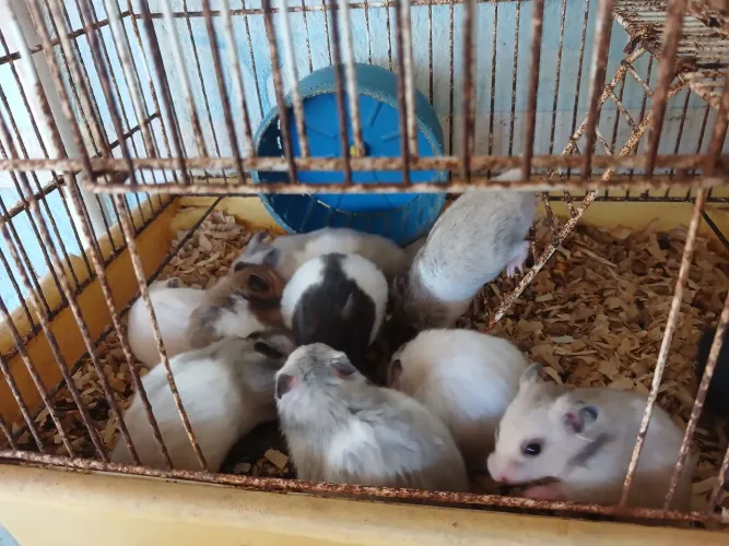 Hamster Sírio