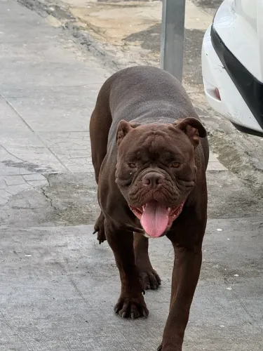 Buldogue Campeiro Macho