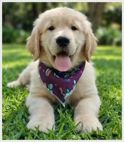 Golden Retriever macho e Fêmea com Pedigree. Macho Pronta Entrega.