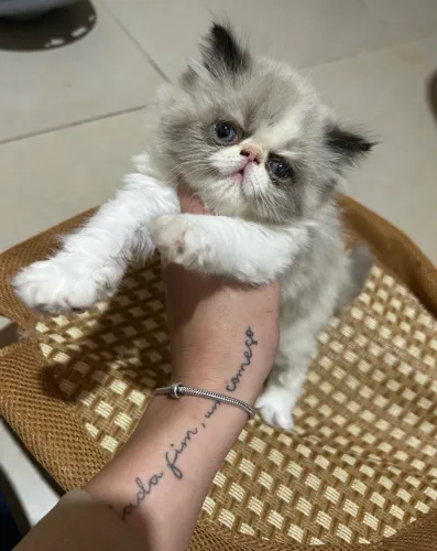 Gato persa