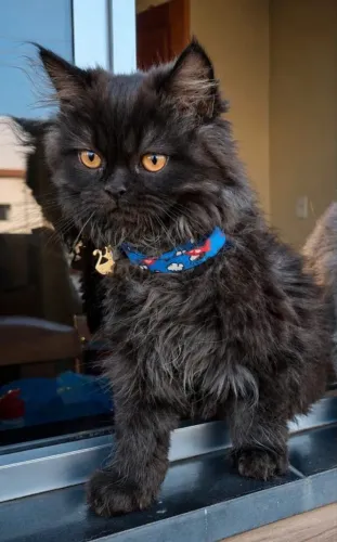 Gato Persa